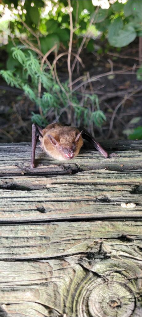 Bat removal Fairfax