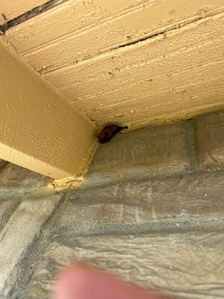 Bat removal Fairfax