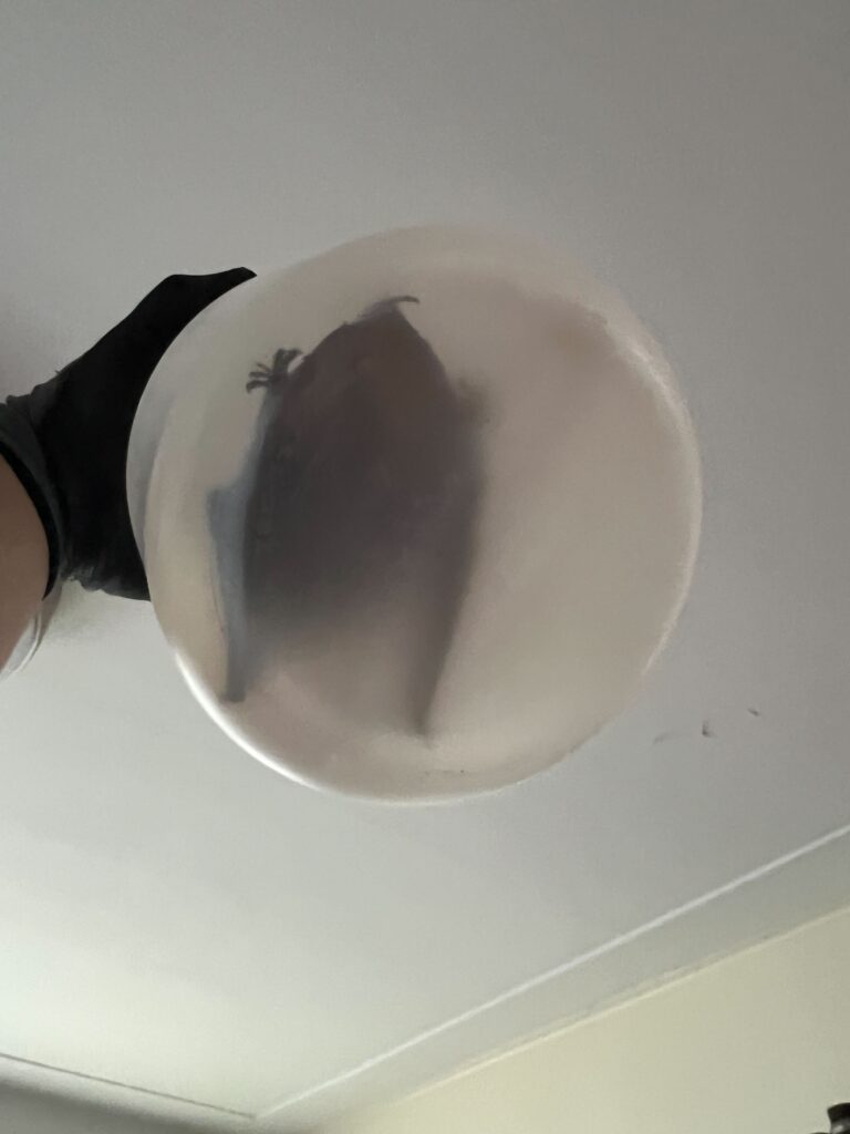 Bat removal Fairfax