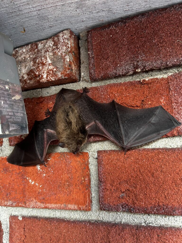 Bat removal Fairfax