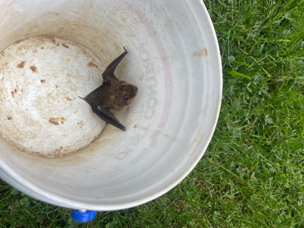 Bat removal Fairfax