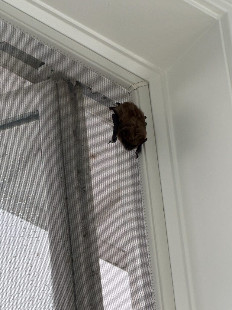 Bat removal Fairfax