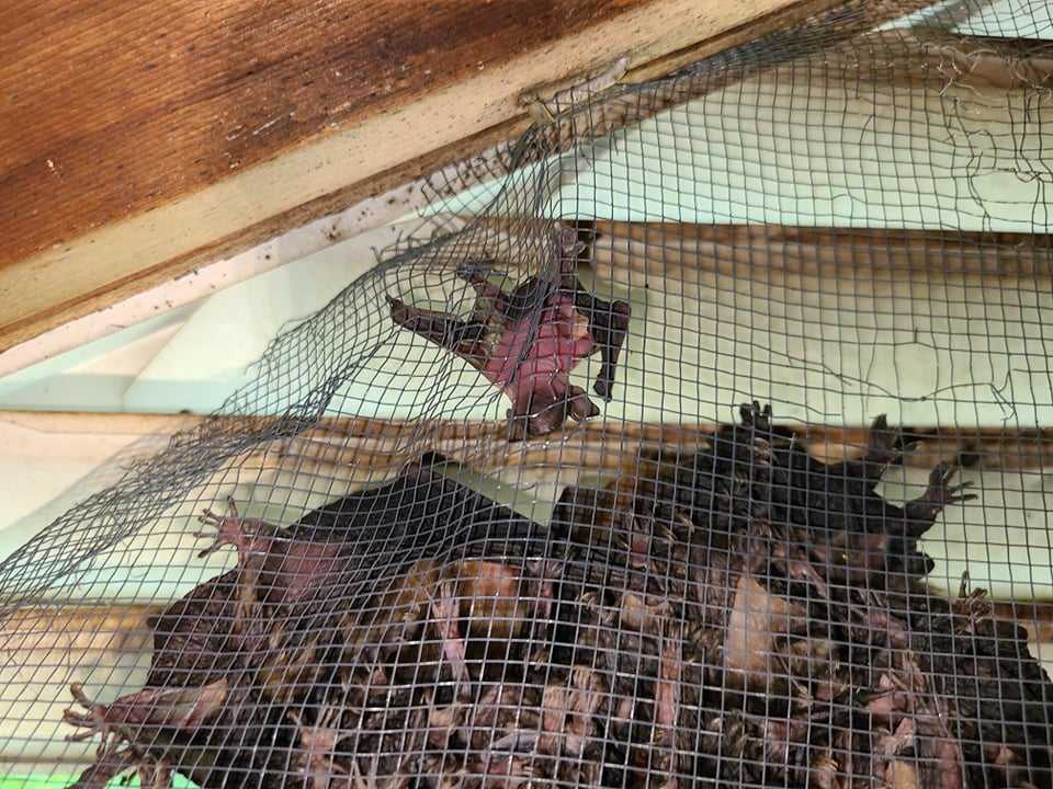 Bat removal Fairfax